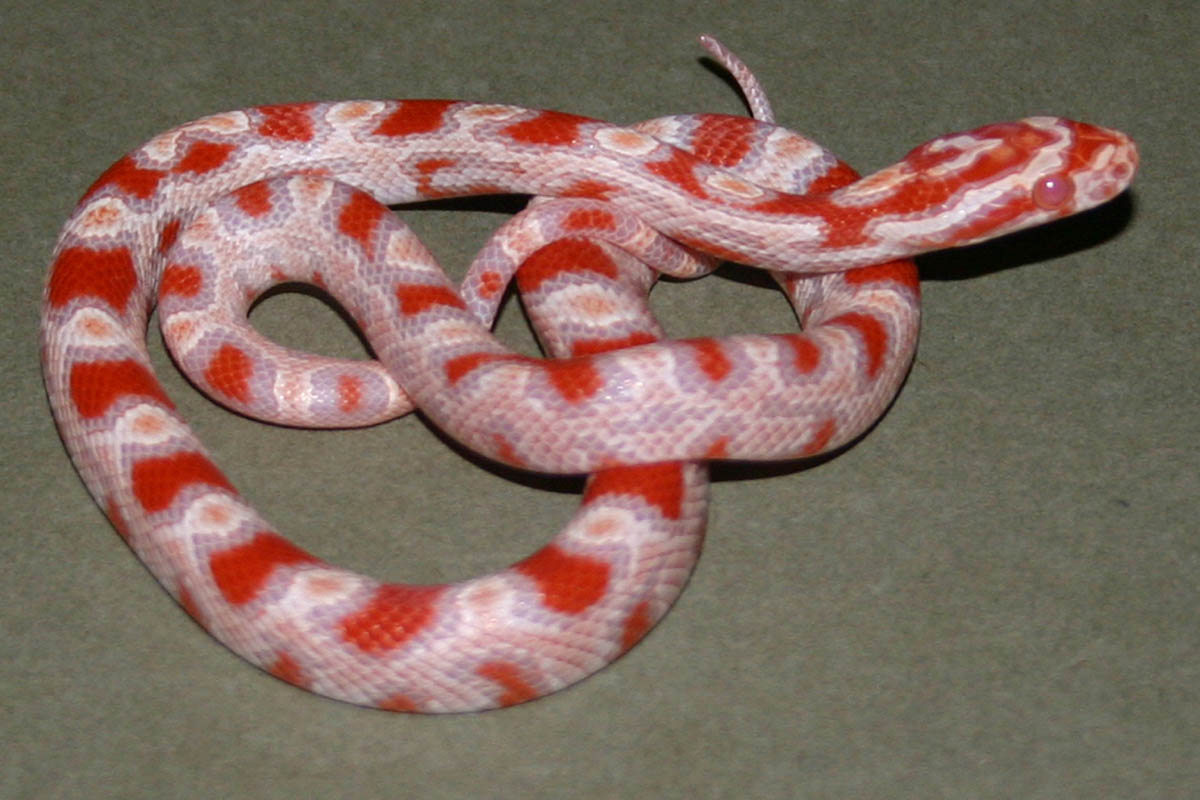 Snake 2 Pic 2