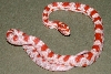 Snake 3 Pic 1