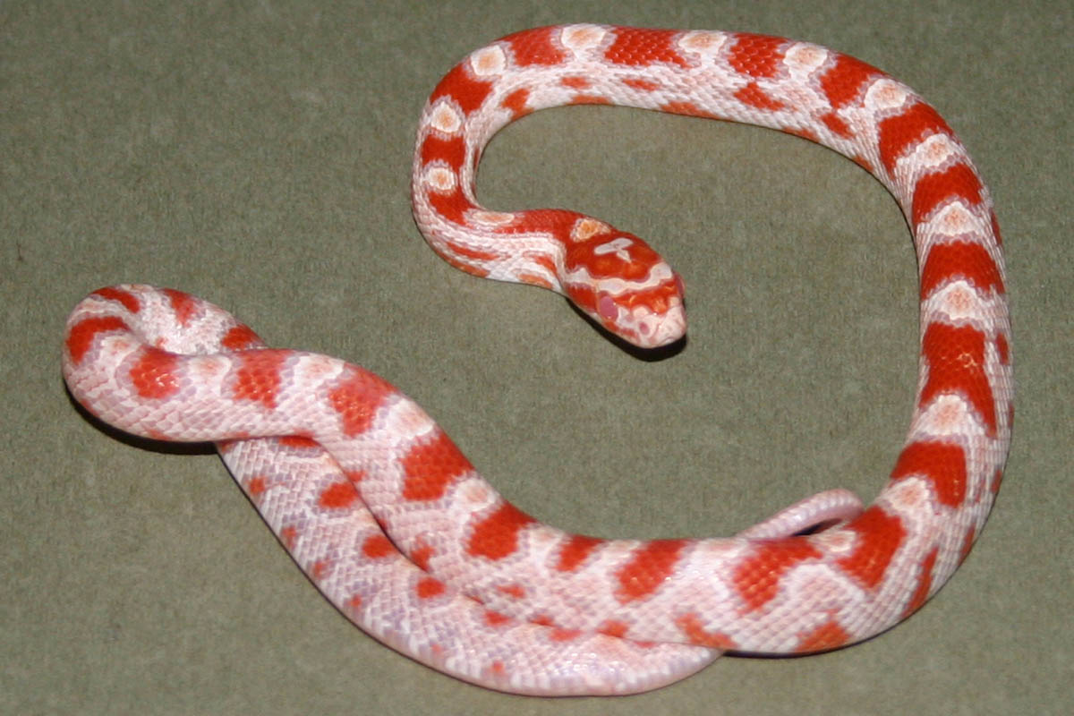 Snake 3 Pic 1