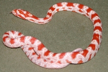 Snake 3 Pic 2