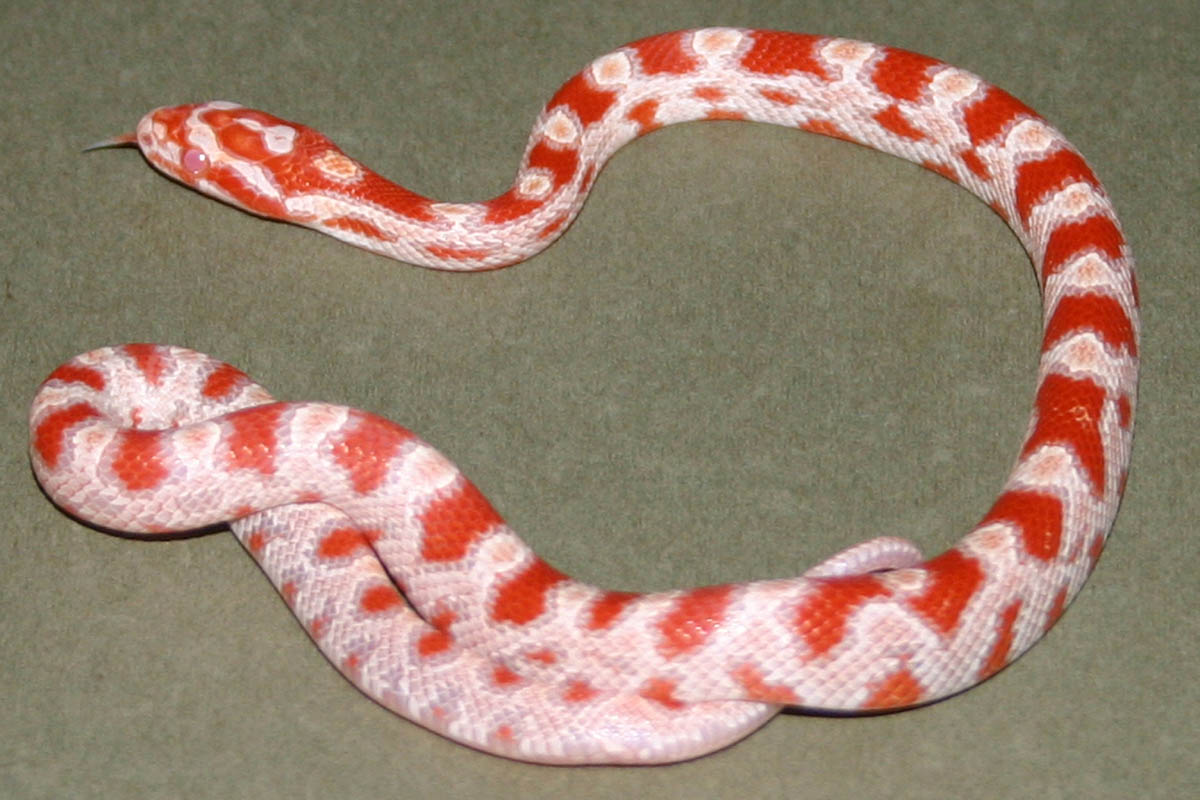 Snake 3 Pic 2