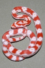 Snake 4 Pic 1