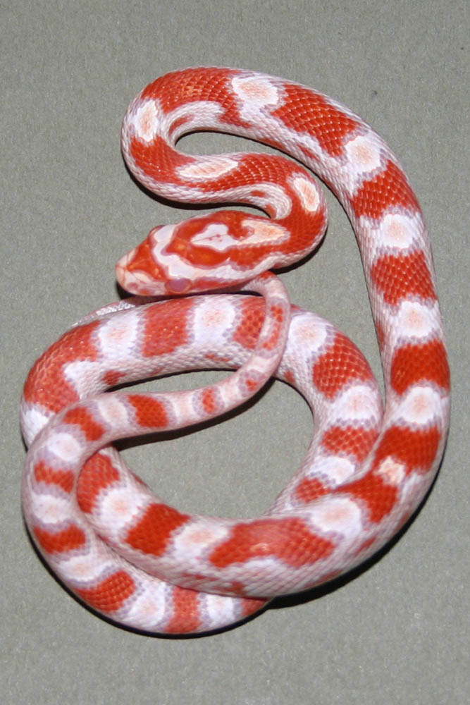 Snake 4 Pic 1