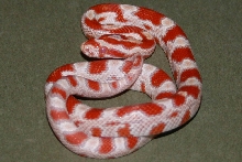 Snake 4 Pic 2