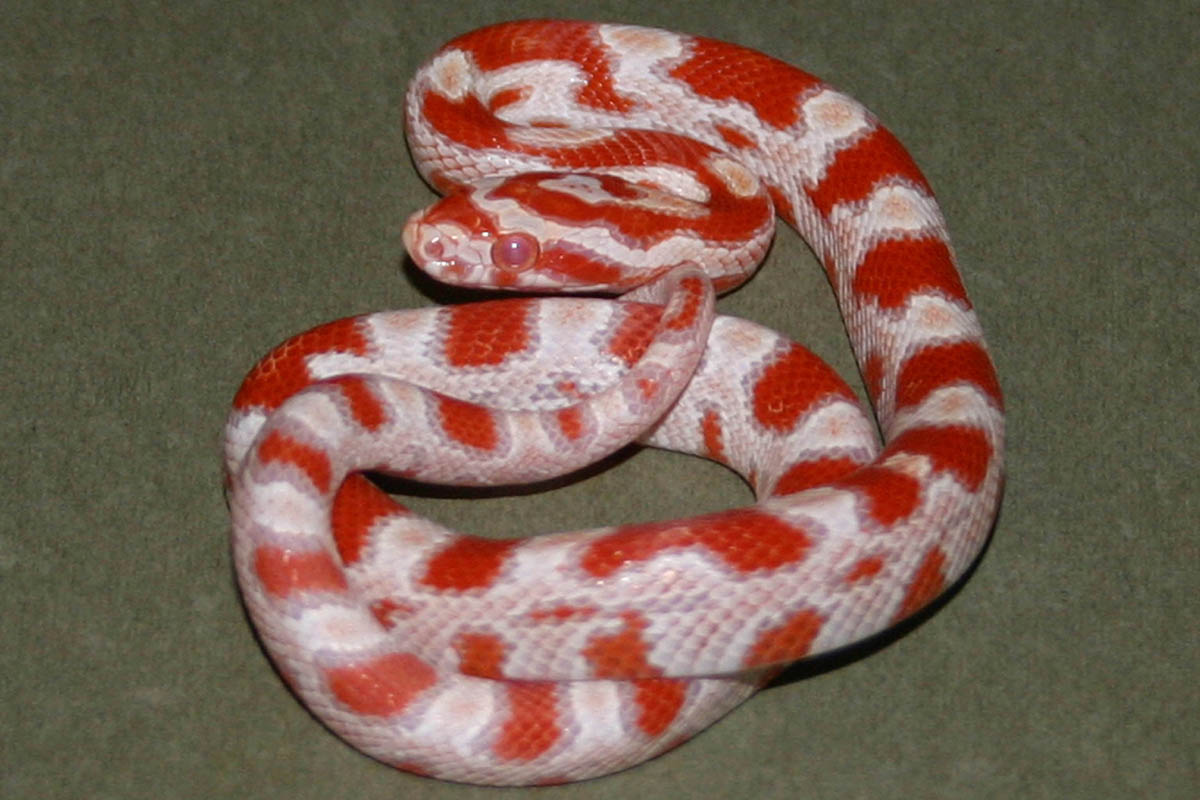 Snake 4 Pic 2
