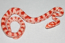 Baby 3