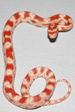 Baby 4