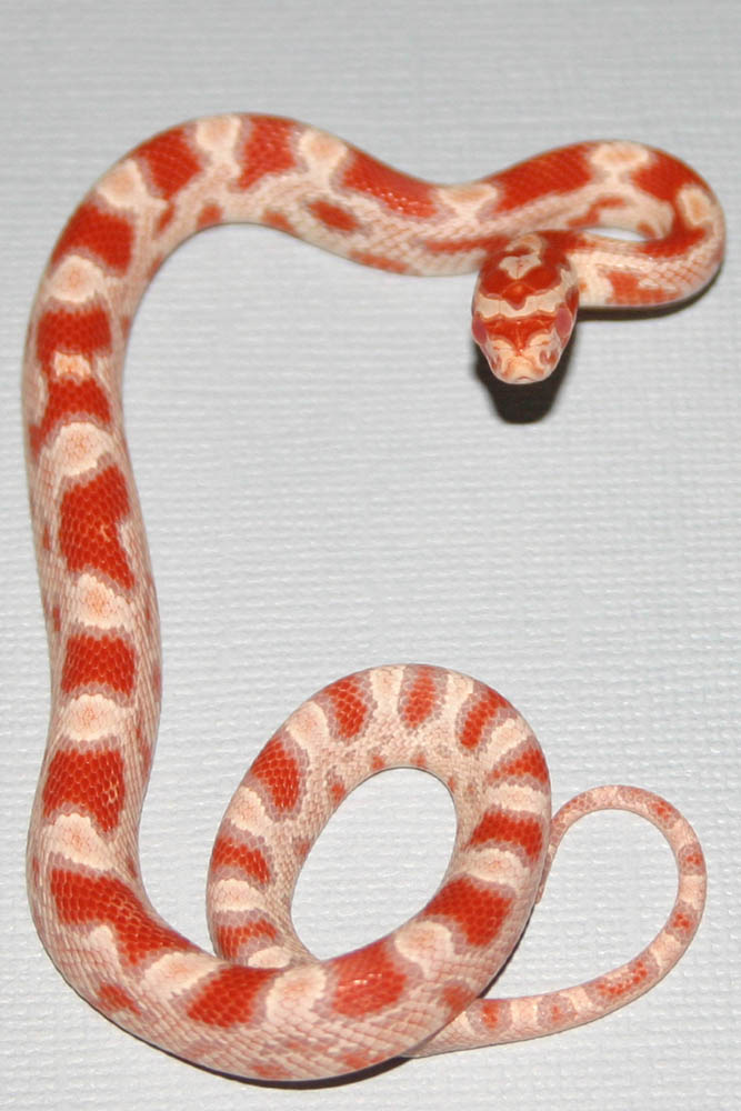 Baby 4