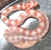 The snake from above