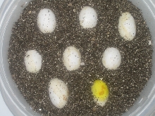 Whole clutch of eggs