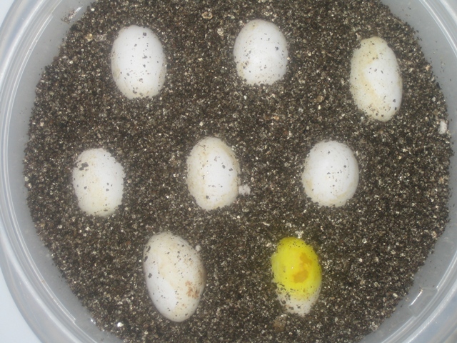 Whole clutch of eggs
