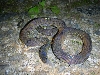 Achalinus formosanus
