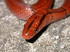 red racer