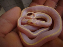 albino cali