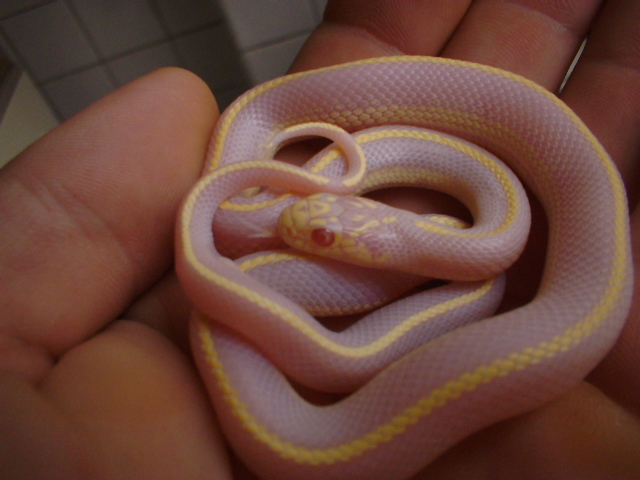 albino cali