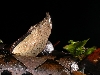 Deinagkistrodon acutus