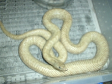 R Brooksi