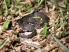 Amphiesma sauteri