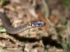 Amphiesma sauteri 2