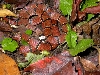 Hemibungarus macclellandi