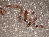 red racer 2