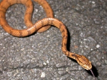slug 1