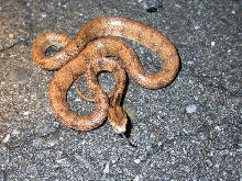 slug