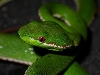 Trimeresurus stejnegeri