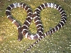 Banded krait