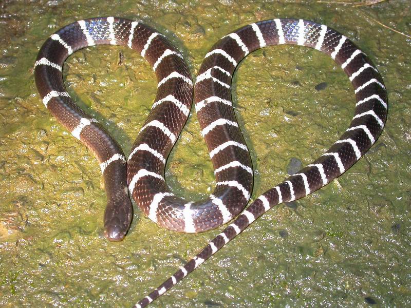 Banded krait