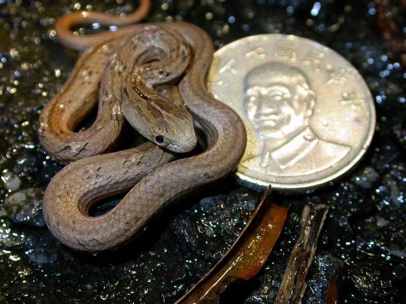 Mock viper