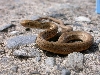 Mock viper 2