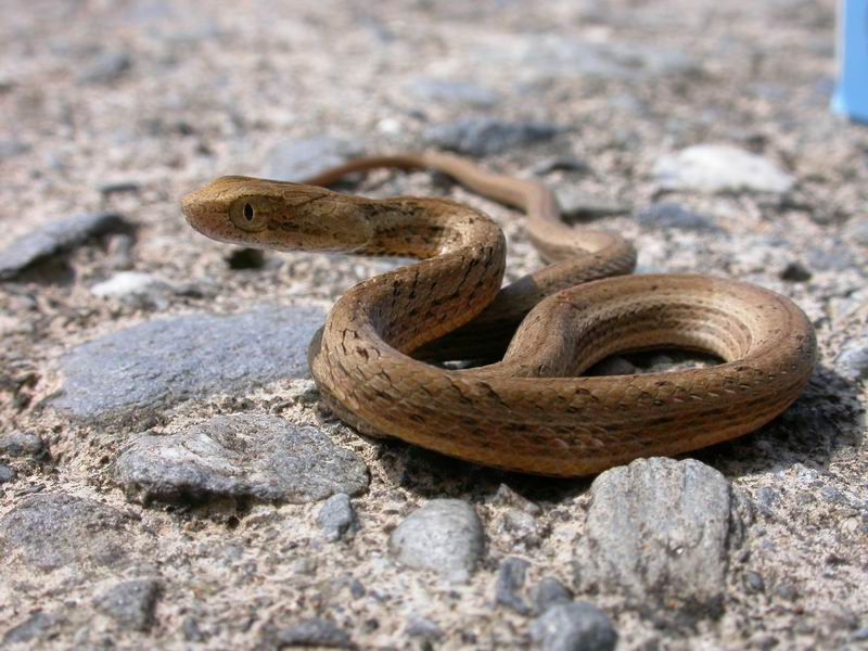 Mock viper 2