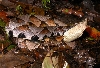 Deinagkistrodon acutus 2