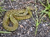 Patyas mucosus