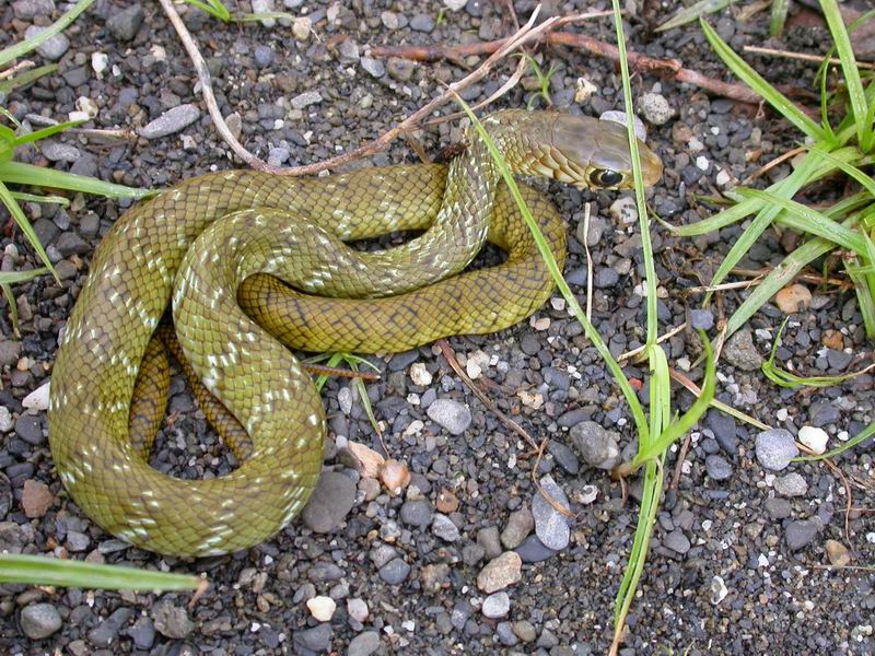 Patyas mucosus