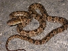 Trimeresurus mucrosquatus 2