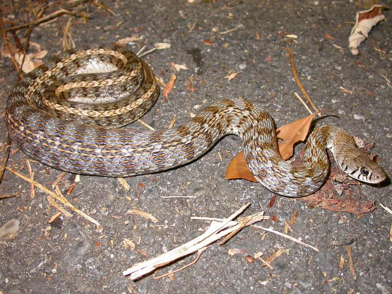 Amphiesma stolatum