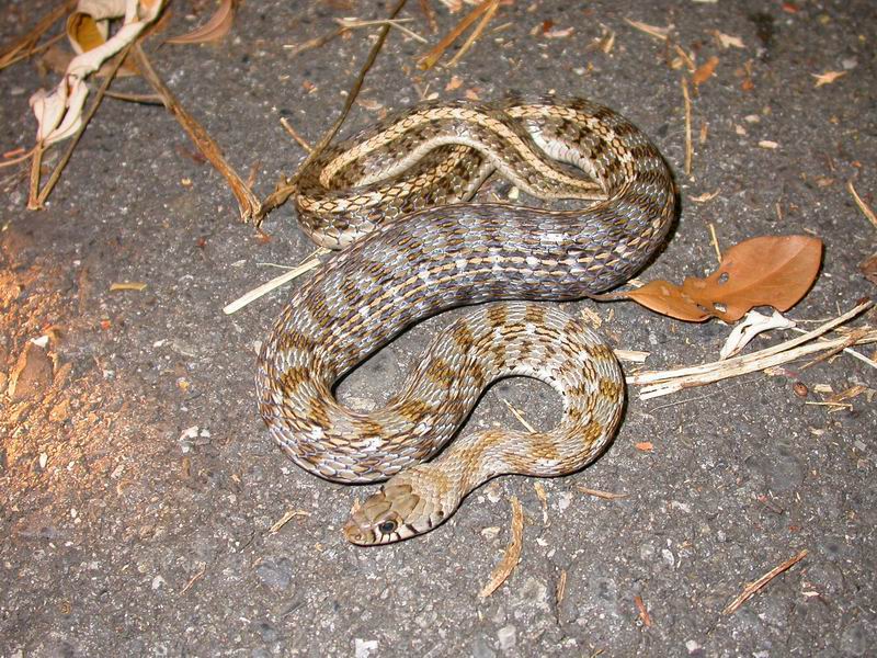 Amphiesma stolatum 2