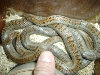 Oligodon