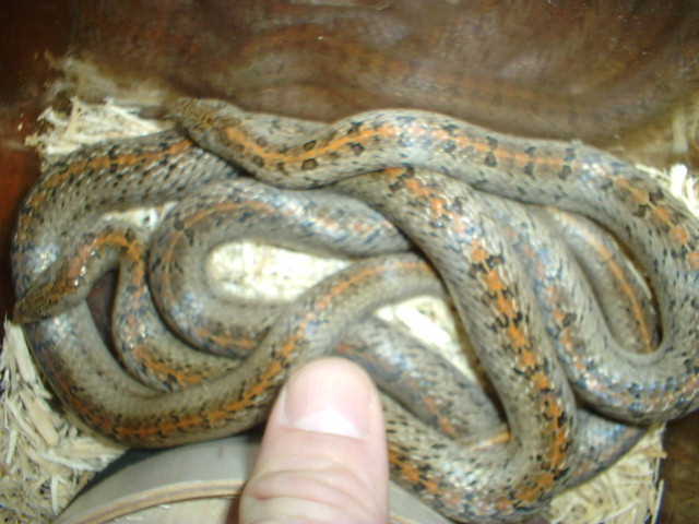 Oligodon