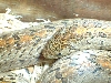 Oligodon 1
