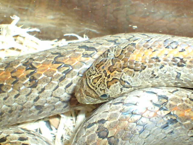 Oligodon 1
