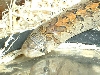 Oligodon 2