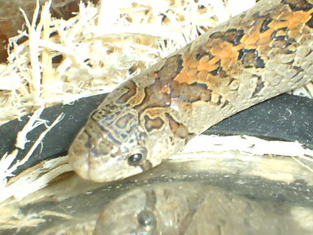 Oligodon 2