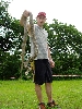 King rat 3