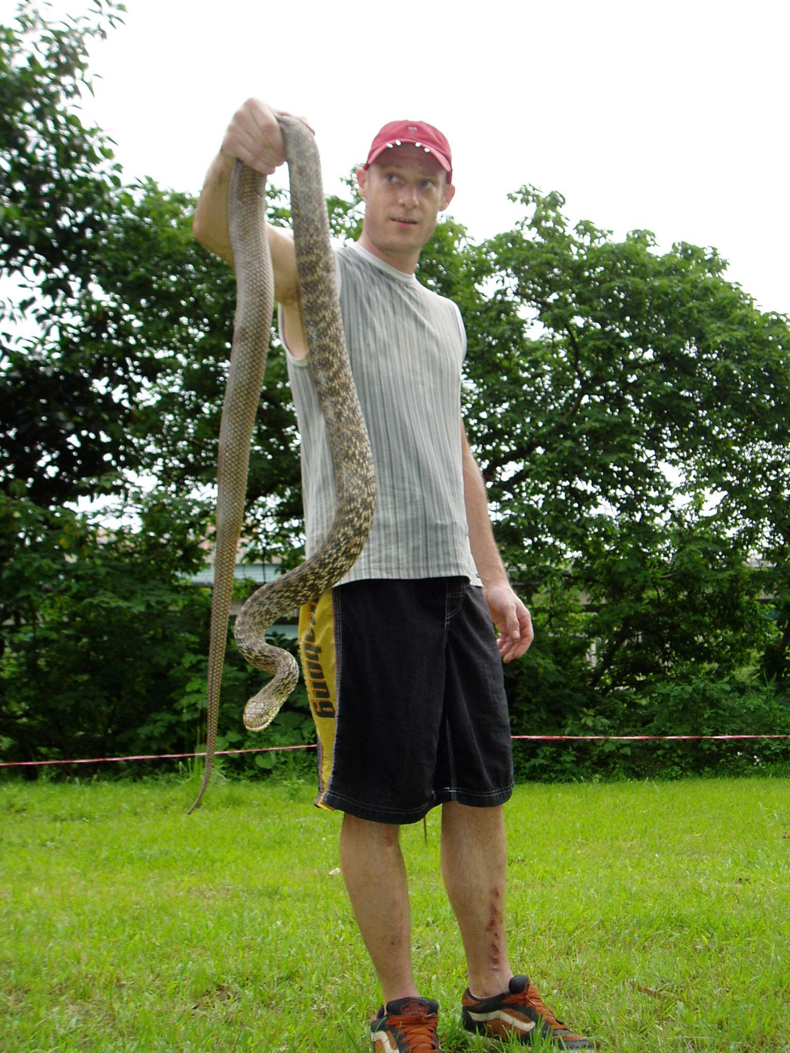 King rat 3