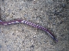 blind snake