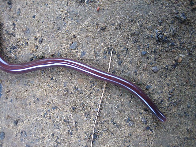 blind snake