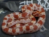 corn neonate